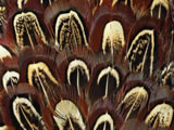 动物羽毛皮纹理壁纸 (第 2 张)