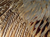 动物羽毛皮纹理壁纸 (第 4 张)